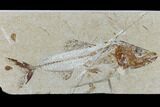 Cretaceous Fish (Spaniodon) With Pos/Neg - Lebanon #115746-3